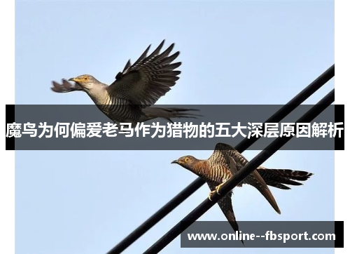魔鸟为何偏爱老马作为猎物的五大深层原因解析